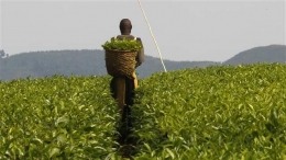 Harveting Tea